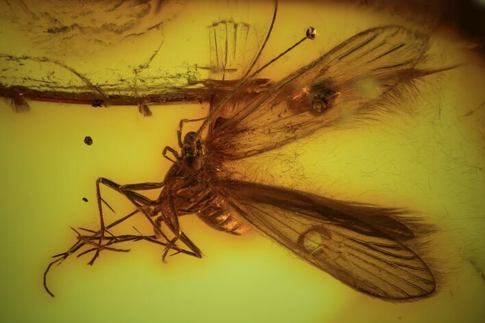 Detailed Fossil Caddisfly (Trichopterae) In Baltic Amber #93856